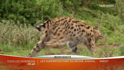 Les superpouvoirs du règne animal