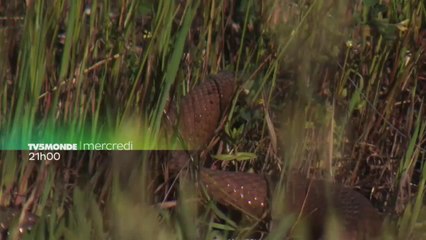 Complément d'enquête : Végans, écolos, chasseurs : touche pas à mes bêtes !