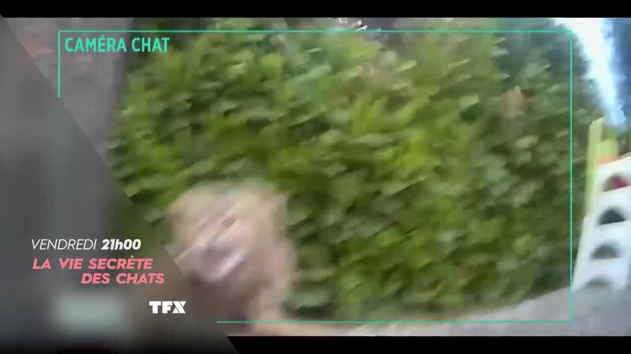 La vie secrète des chats : Mon chat est amoureux !