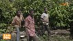 Envoyé spécial : images glaçantes sur le travail des enfants dans des exploitations de cacao en Afrique