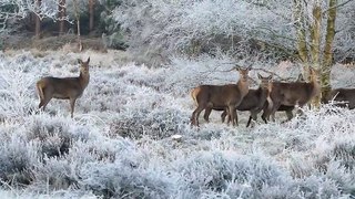 A Group Of Deer At Winter