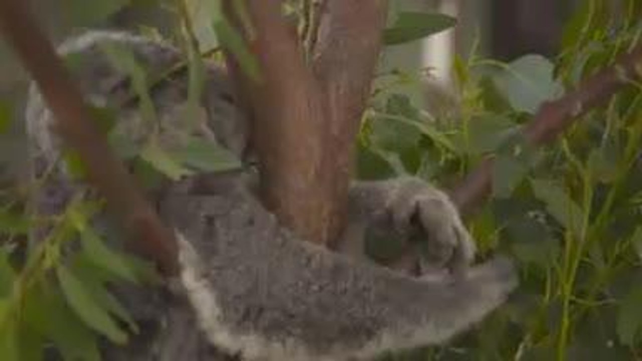 WTA - Simona Halep prend un selfie avec un koala