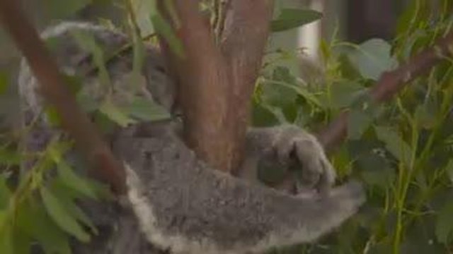 WTA - Simona Halep prend un selfie avec un koala
