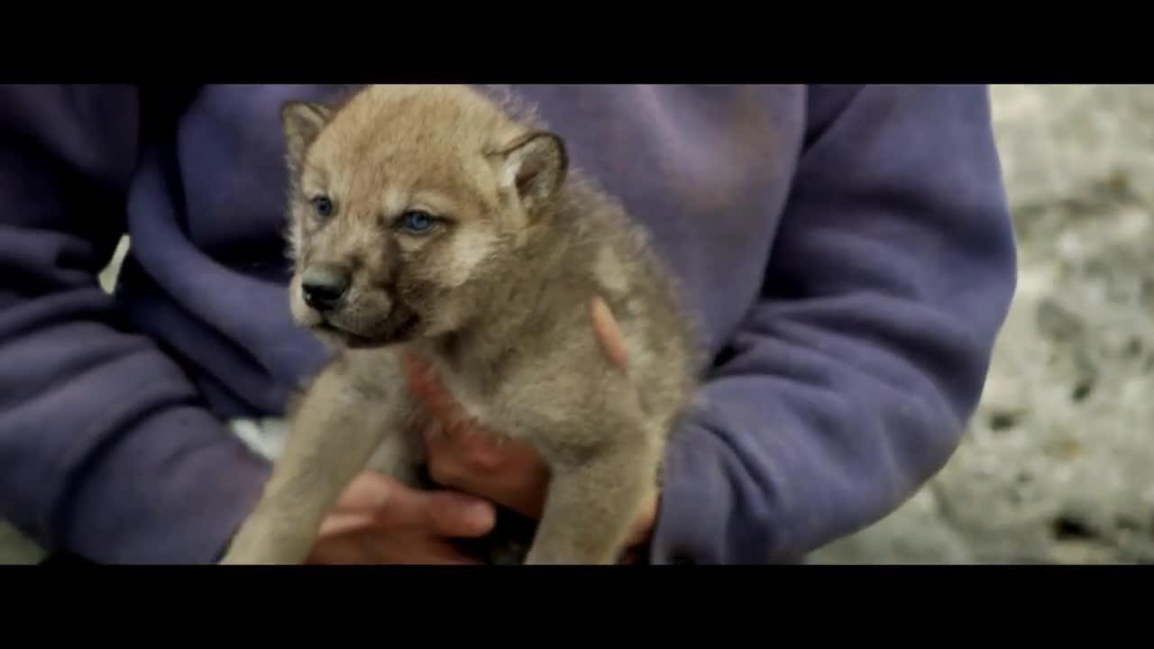 Le _dernier _loup