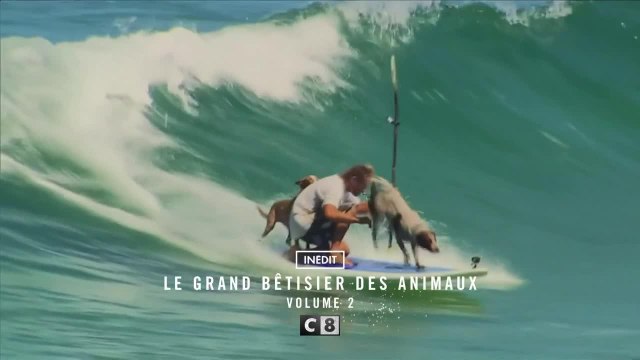Le grand bêtisier des animaux - 22 décembre