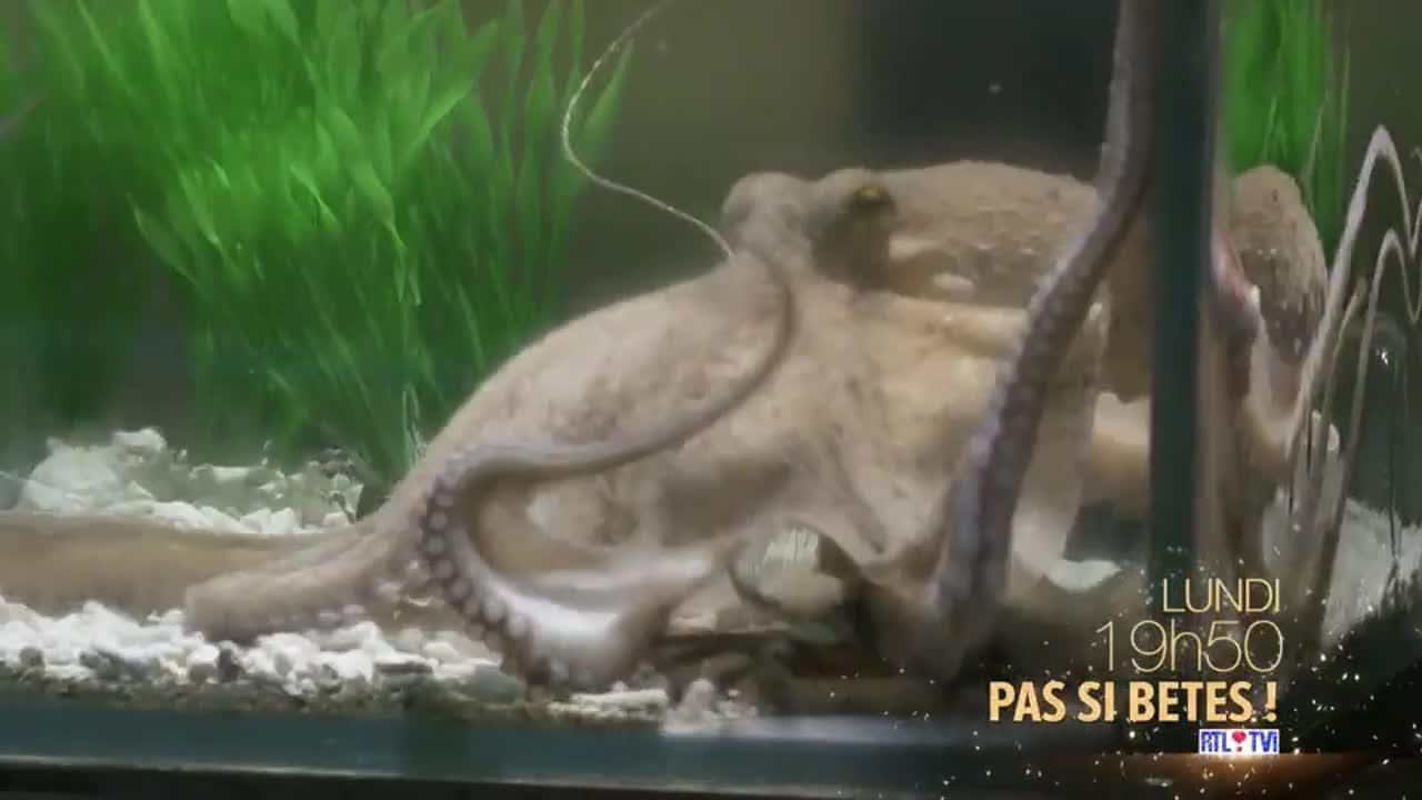 Pas si bêtes !