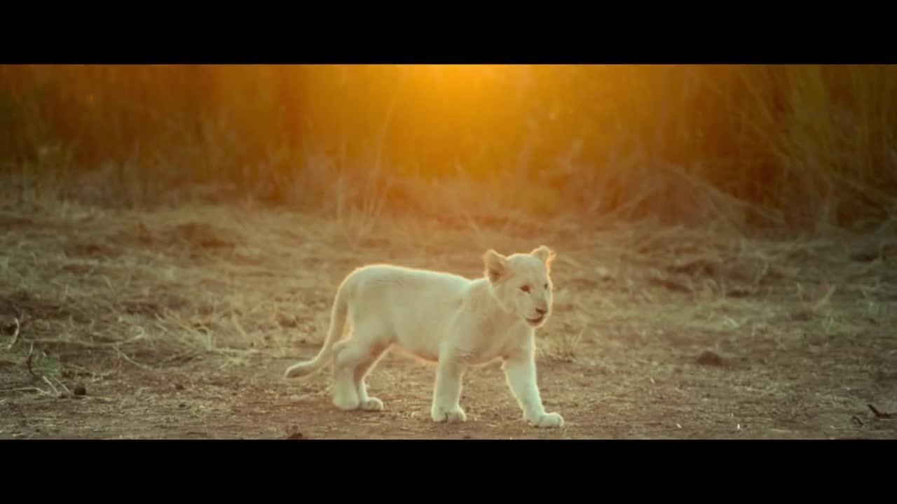 MIA ET LE LION BLANC