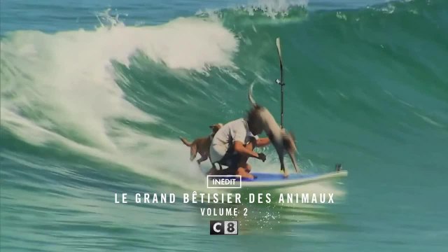 Le grand bêtisier des animaux: Volume 2 (première partie)