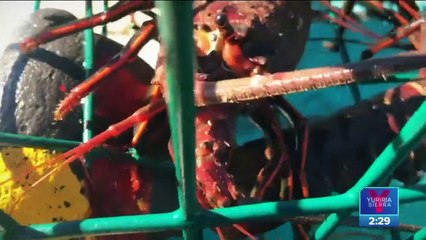 Proyecto extranjero amenaza la pesca en Baja California Sur