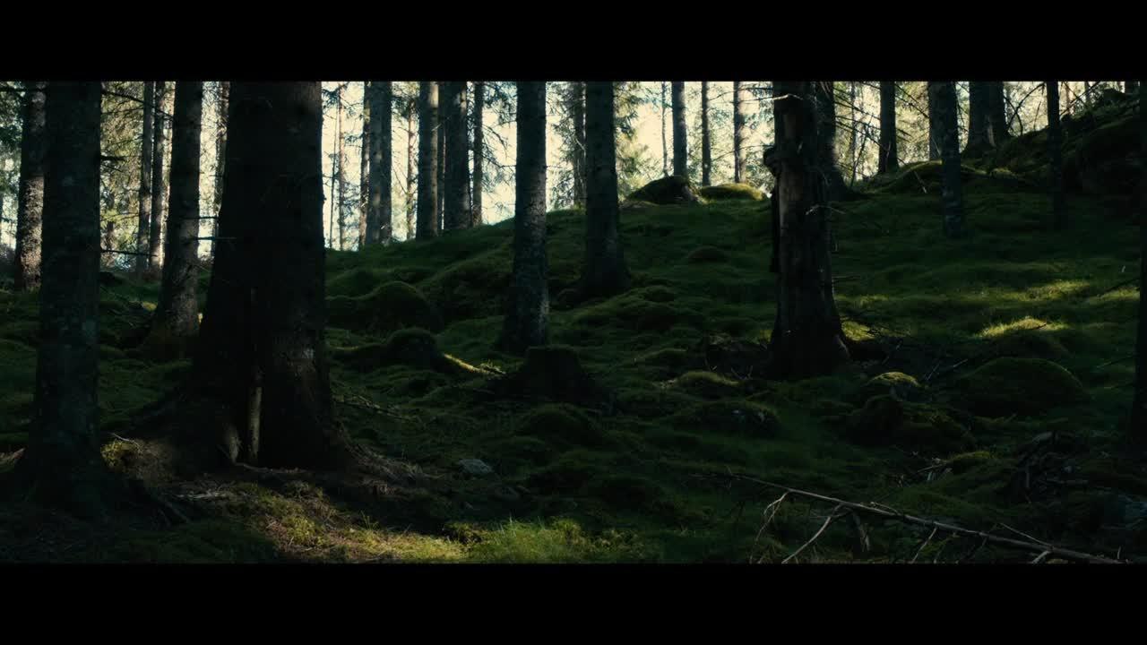 Dans la forêt