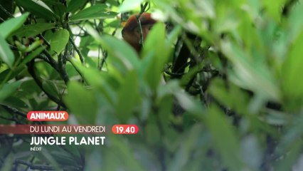 Jungle Planet