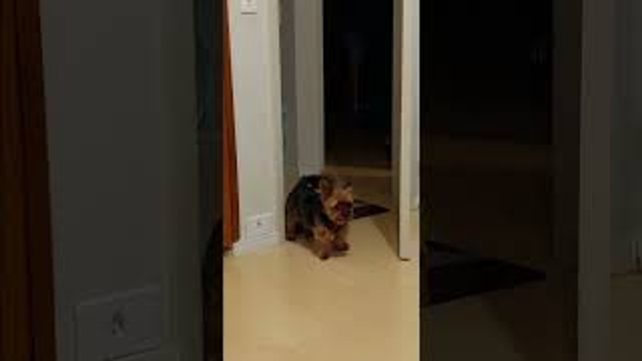 Cute Angry Yorkie Kicks Door