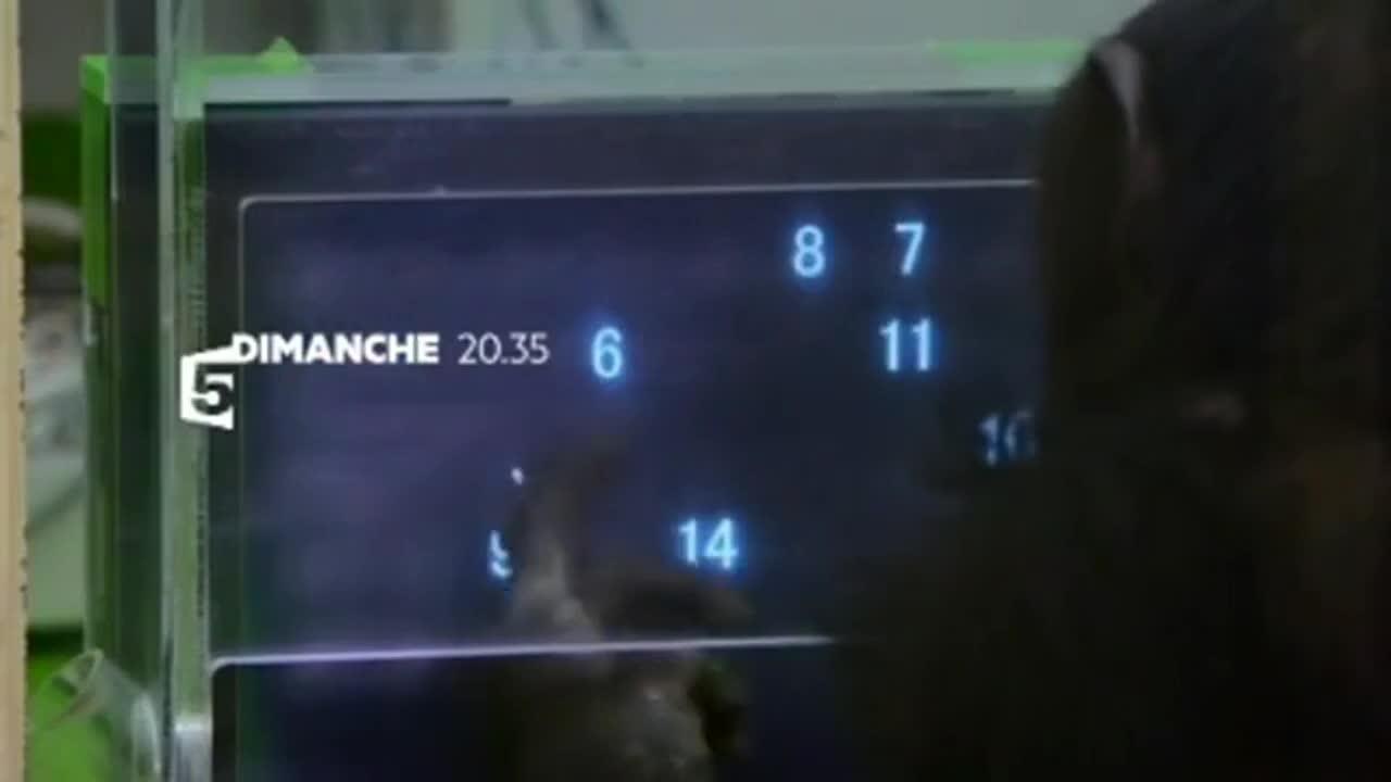 Singes malins et perroquets prodiges