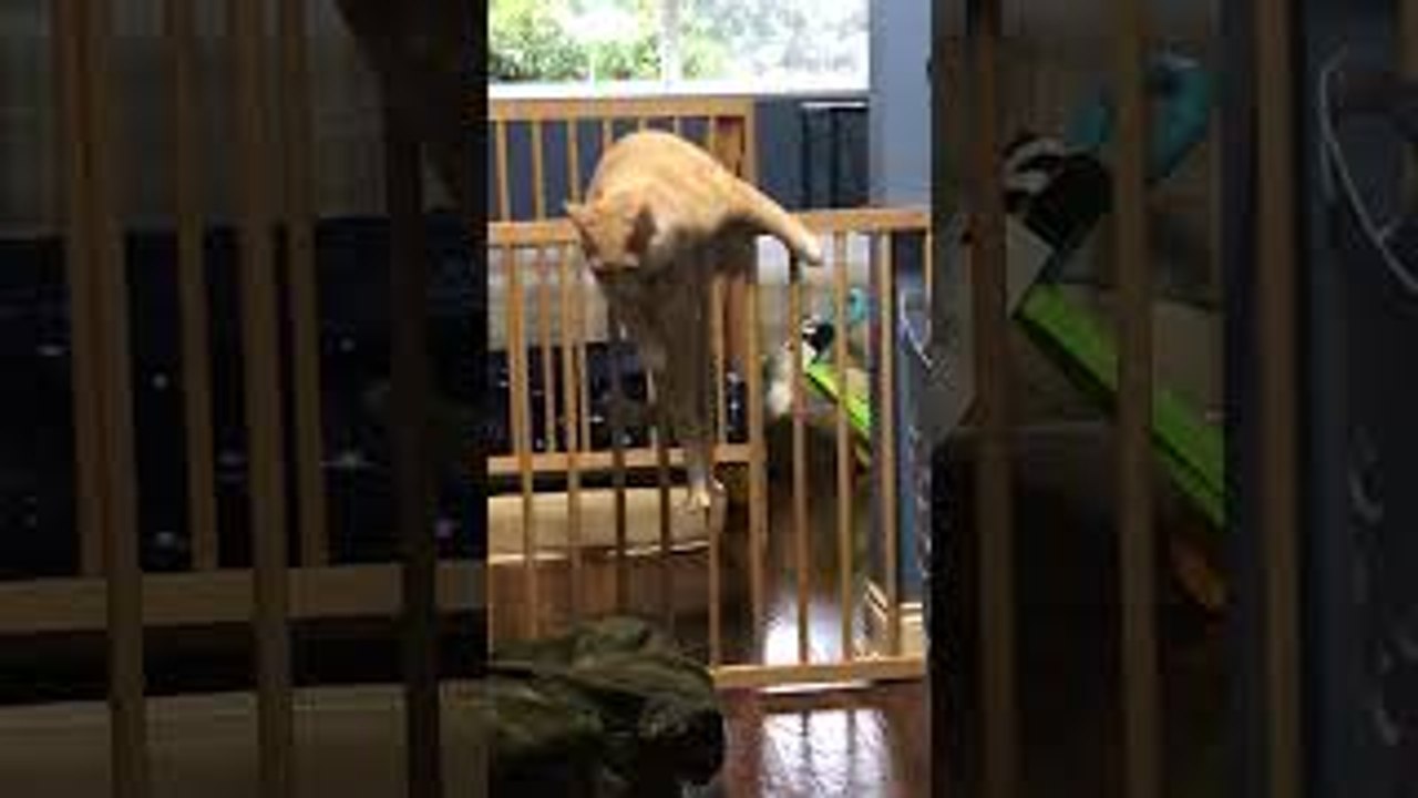 Cat Struggles to Get Over Barrier