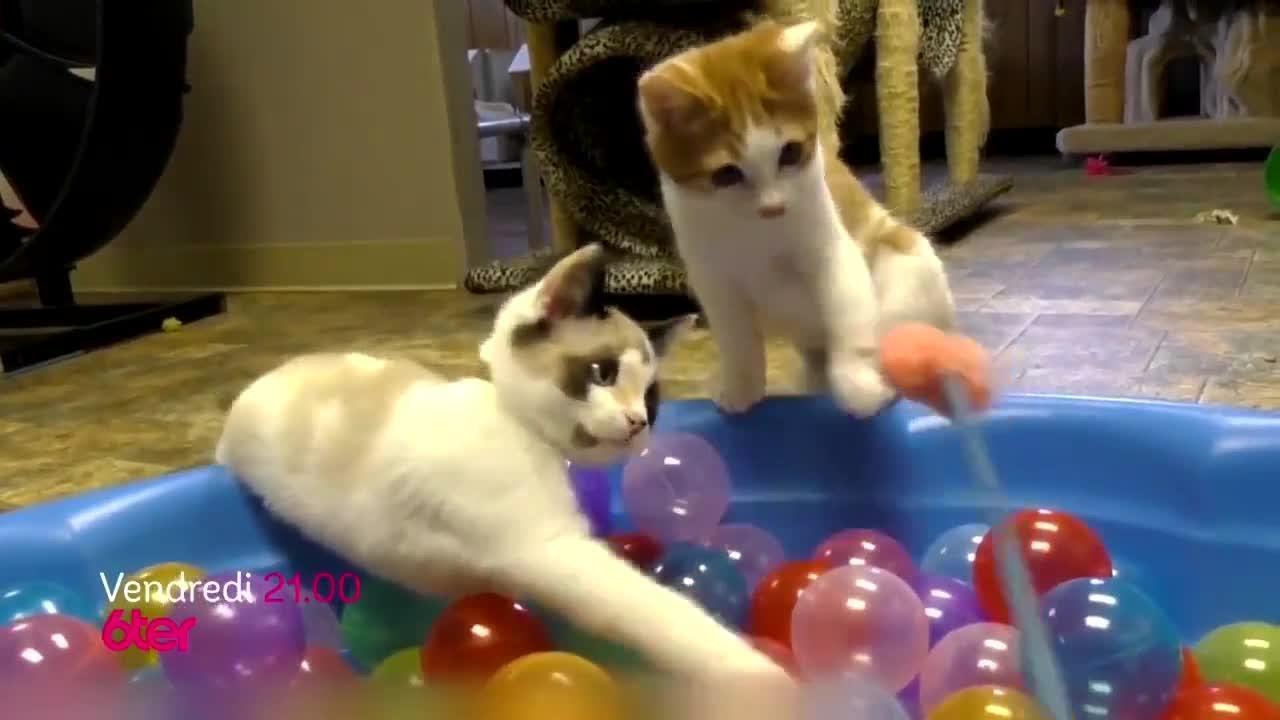 Chat alors !