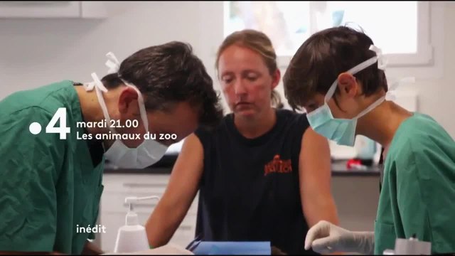 Les animaux du zoo : Boules de poils et gros chaton