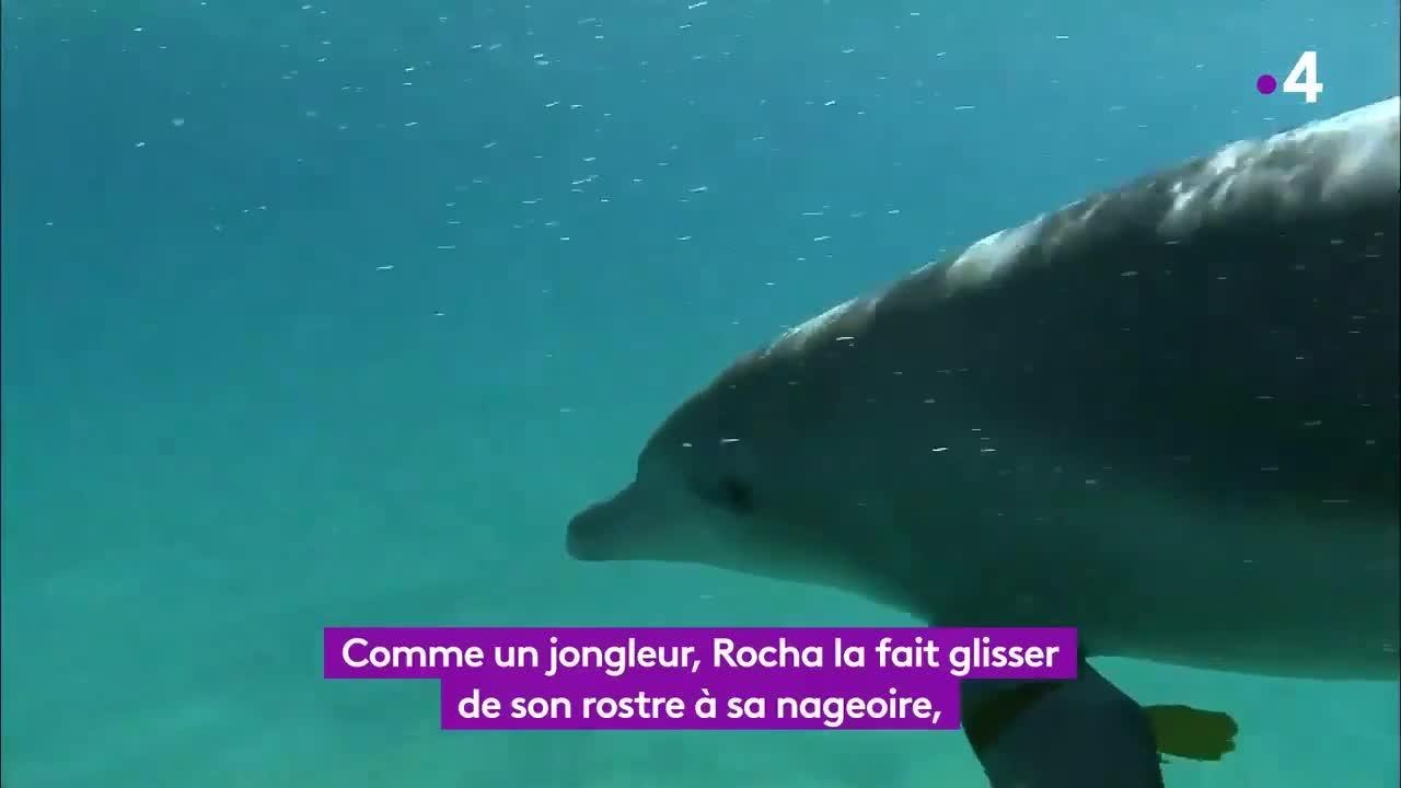 Grandeurs nature : Danse avec les dauphins