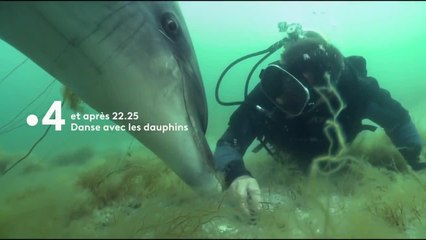 Danse avec les dauphins - 13 novembre