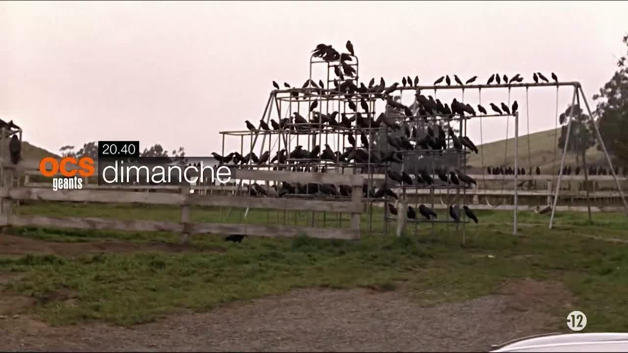 Les oiseaux