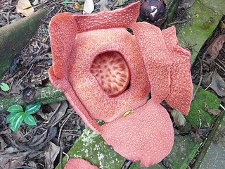 very hard to find, the second this flower blooms. (RAFFLESIA)