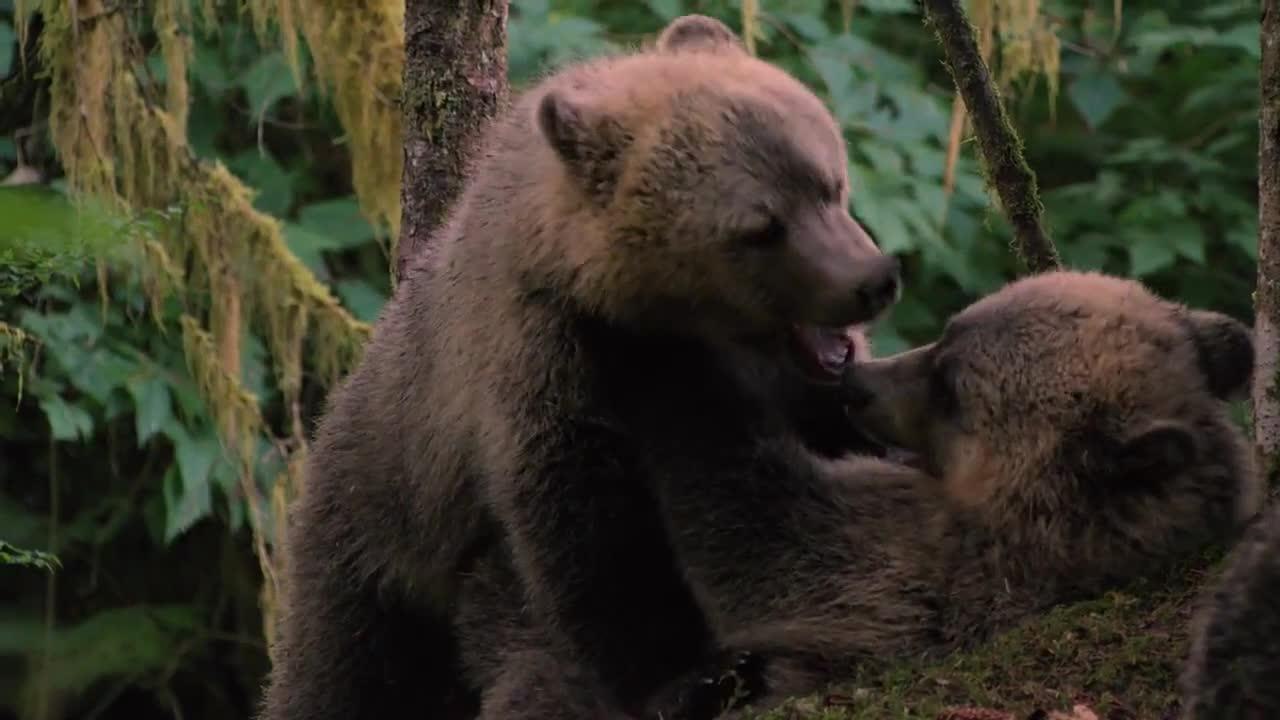 Grizzly