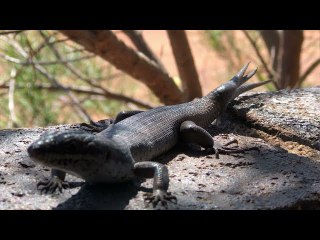 Strange Three Tailed Lizard Found on Balcony