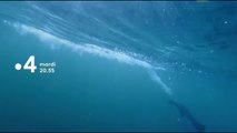 Caméras-espions chez les dauphins: Le dauphin et la caméra-tortue