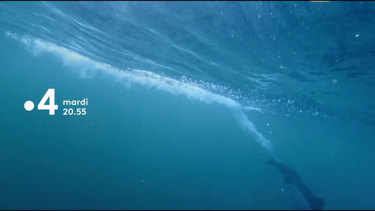 Caméras-espions chez les dauphins - 16 octobre