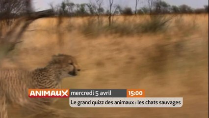 Le Grand Quiz des animaux : Chats sauvages