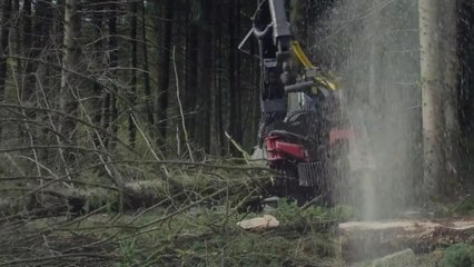 Le temps des forêts