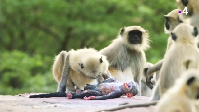 Caméras espions en terre animale: Le parfait amour