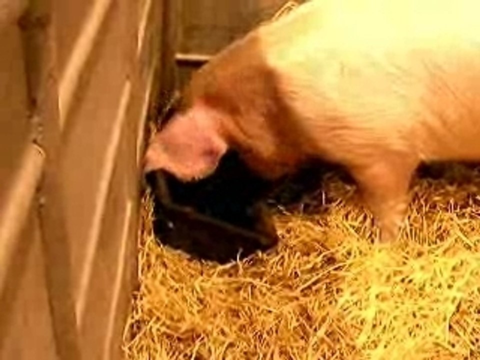 Cochons au Salon de l'agriculture