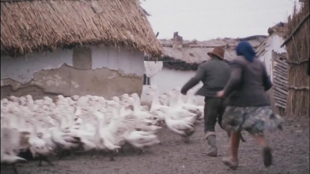 J'ai même rencontré des Tziganes heureux