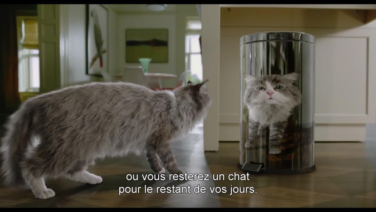 Ma vie de chat