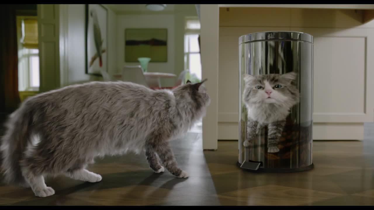 Ma vie de chat