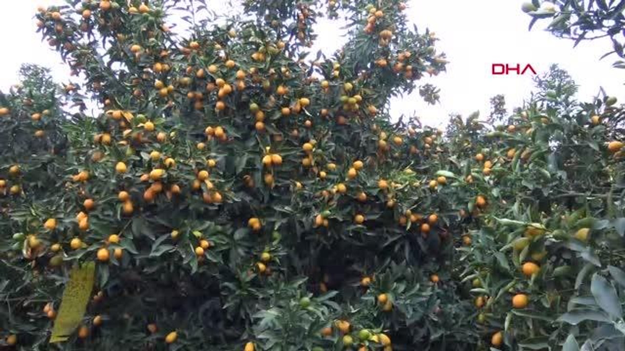 TÜRKİYE'NİN TROPİKAL MEYVE BAHÇESİ' GAZİPAŞA