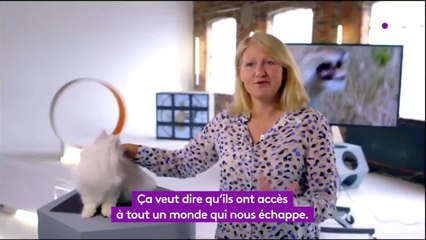 Chats des villes et chats des champs