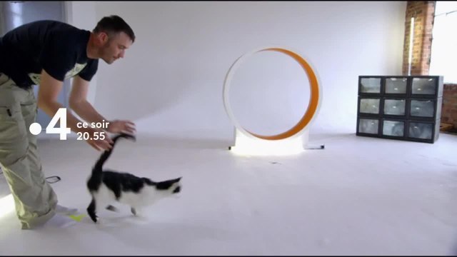 Chats des villes et chats des champs - 11 septembre