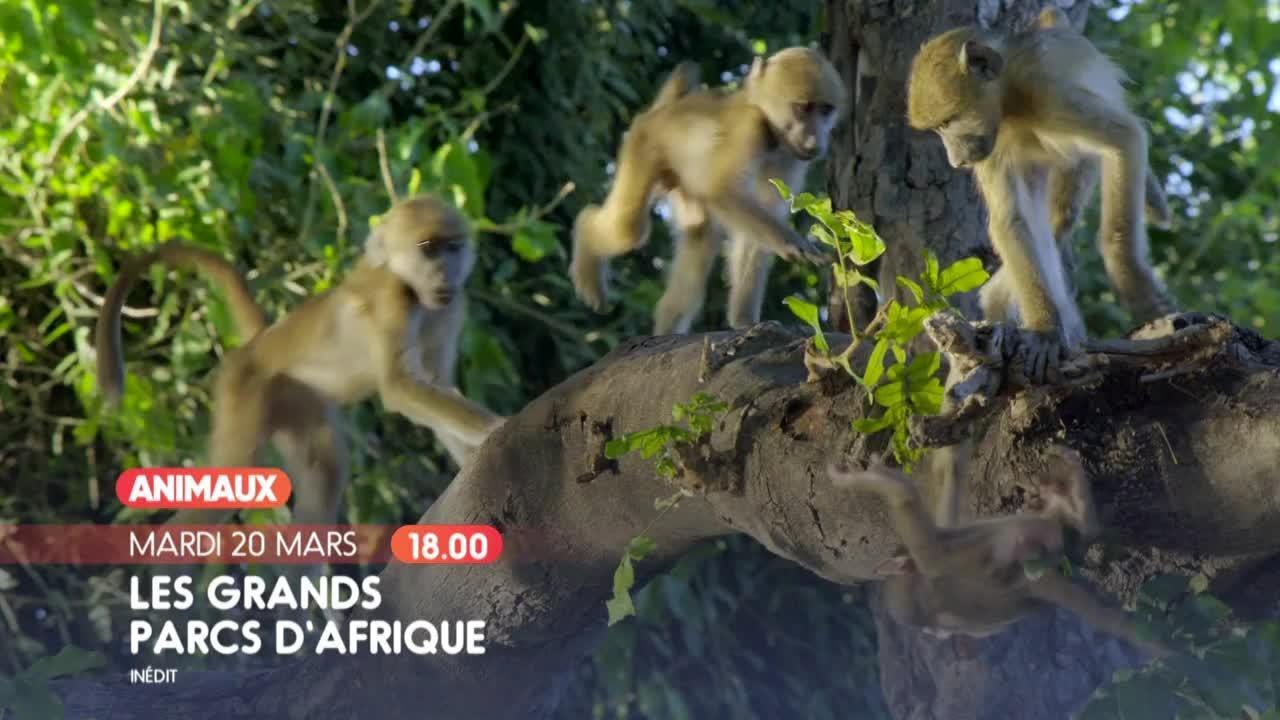 Les grands parcs d'Afrique