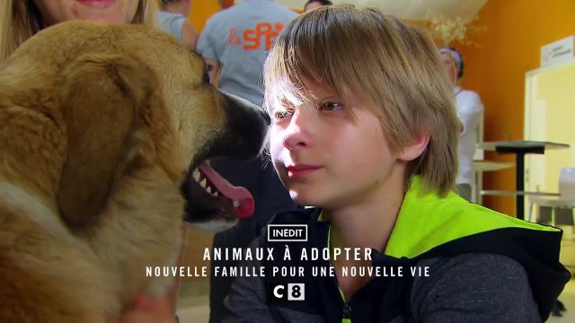 Animaux à adopter : nouvelle famille pour une nouvelle vie