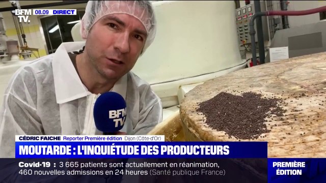 L'inquiétude des producteurs de moutarde en Bourgogne, victimes de plusieurs pénuries