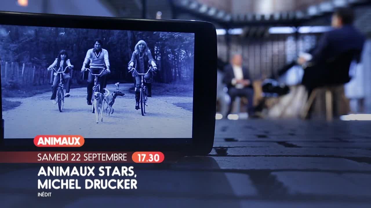 Animaux stars