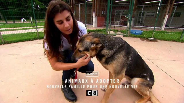 Animaux à adopter : nouvelle famille pour une nouvelle vie