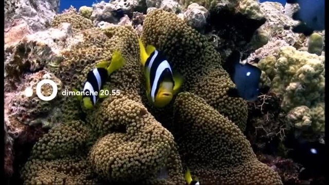 Passion outremer : Nouvelle-Caledonie, les sentinelles du climat - 16 septembre
