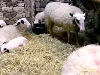 Moutons & Biquettes au Salon de l'agriculture