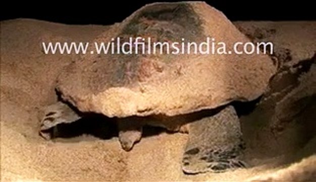 Olive ridley turtle protecting its eggs in Orissa, India