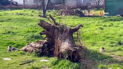İşe gitmek için evinden çıktı, 4 tane köpeğin saldırısına uğradı