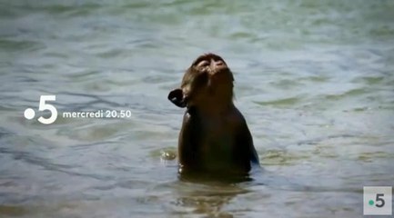 L'odyssée des primates