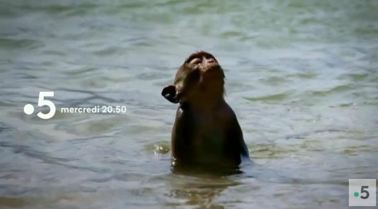 L'odyssée des primates