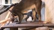 Naissance de bébés jaguars et de bébés fossas au zoo de Vincenne